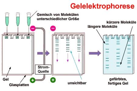 Lerninhalte Gelelektrophorese