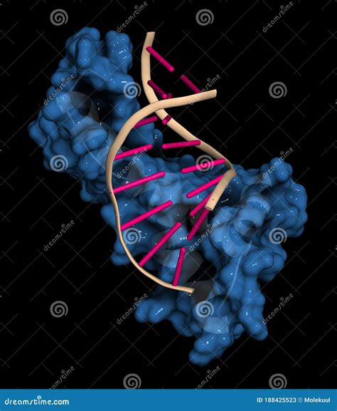 Sex Determining Region Y Sry Tdf Hmg Domain Protein Bound To Dna Protein Involved In Male