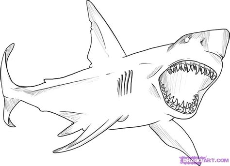 Great White Shark coloring sheet | Shark coloring pages, Shark drawing ...