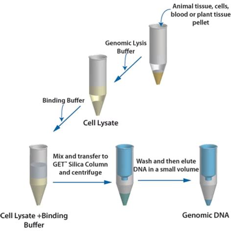 High Efficient Genomic DNA purification