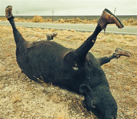 Dead Cow Wearing Leather Boots A Photo On Flickriver