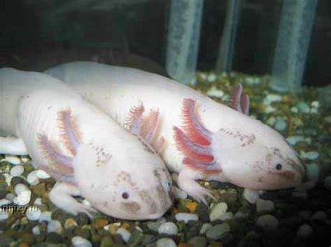 Axolotl. Smiling pets :) (44 pics)