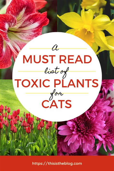 A Must Read List Of Toxic Plants For Cats Artofit