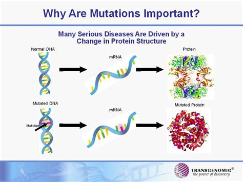 Why Are Mutations Important Many Serious Diseases Are Driven By A