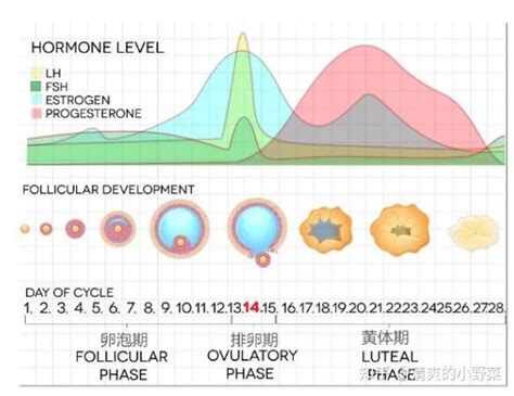 卵巢功能好不好，看这几个指标就够了！ 知乎