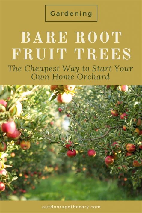 Bare Root Fruit Trees The Cheap Way To Grow Your Own Fruit The