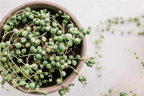 String Of Pearls Plant Care Growing Guide