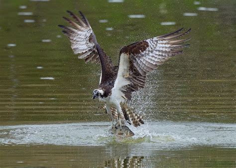 Ospreys Catch Fish Photograph by Johnny Chen - Fine Art America