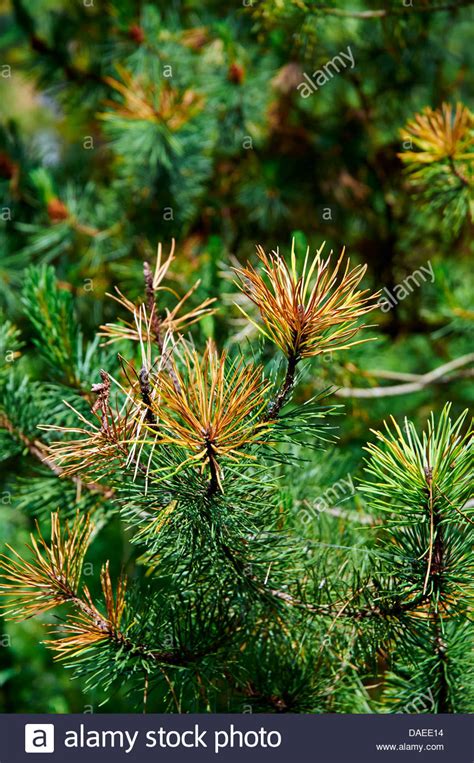 Red Band Needle Blight High Resolution Stock Photography And Images Alamy