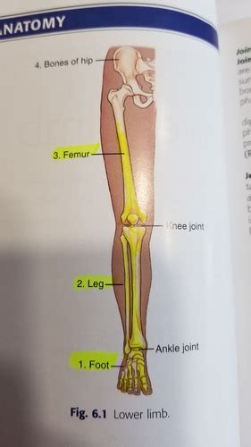 Chapter Lower Limb Foot And Distal Fibula And Tibia Flashcards