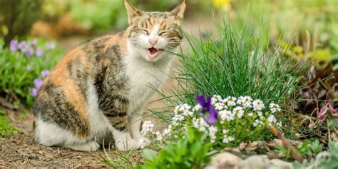 Que faire pour éviter que les chats viennent dans le jardin Guide