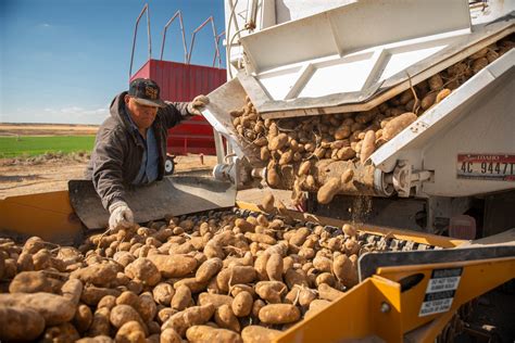 Japan Wont Accept Fresh Idaho Potatoes So Us Lawmakers Are Pushing