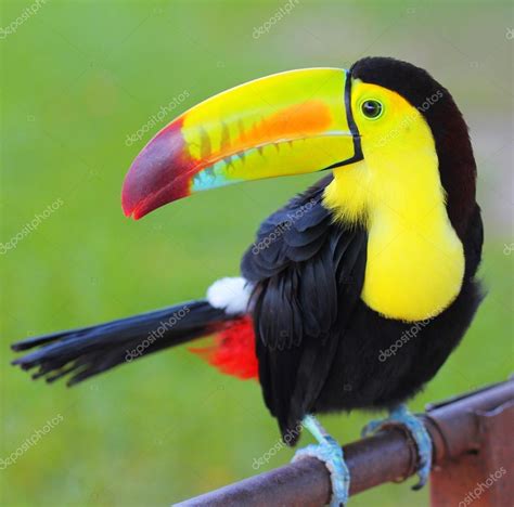 Colored Toucan. Keel Billed Toucan, from Central America. — Stock Photo ...