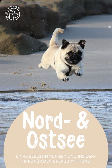 Nord Und Ostsee Mit Hund Einreisebestimmungen F R Den Urlaub Ferien