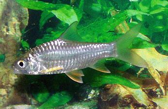 Tinfoil Barb Yellow Tail Ornamental Fish Exporter