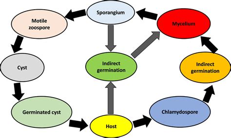 Life Cycle Of Phytophthora Nicotianae Download Scientific Diagram