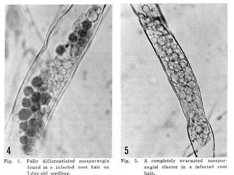 Figure 4 From The Relation Of Spore Density Of Plasmodiophora Brassicae