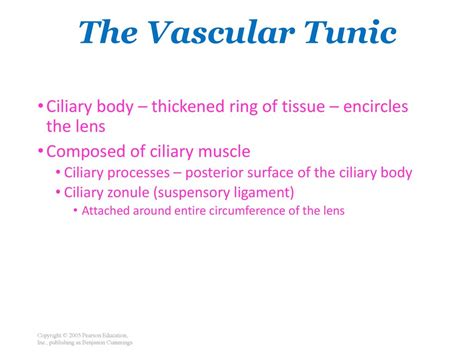 Special Senses Dr Holly Nash Rule Ppt Download