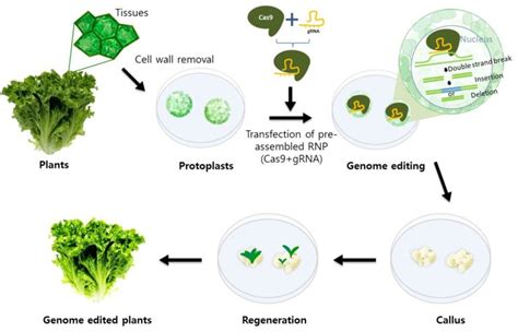 Genome Editing – NATUREGENIC INC.