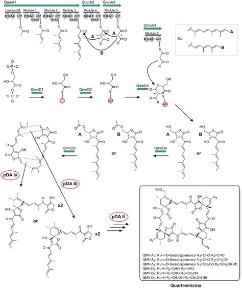 Model For Quartromicin Biosynthesis The Multienzyme Polyketide