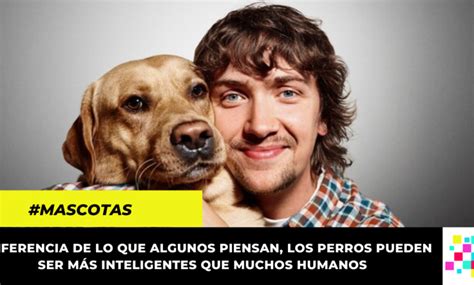 Un Estudio Revela Que Los Perros Tienen La Capacidad De Detectar Cuando