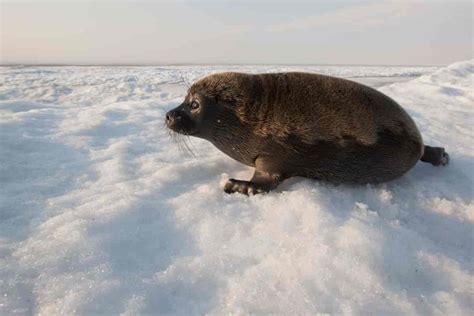 Foca De Baikal Adaptări Uimitoare La Apă Dulce