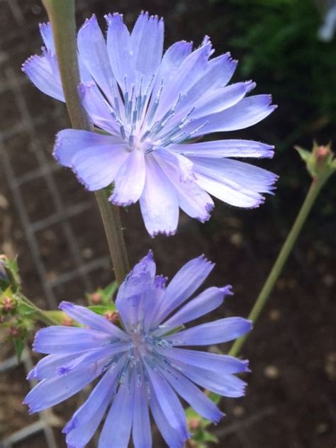 Chicory Plants Cichorium Intybus Buy Online Landlife Wildflower