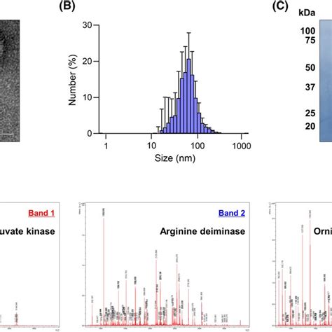 Characterization Of Evs Derived From Probiotics A Ev Image Observed