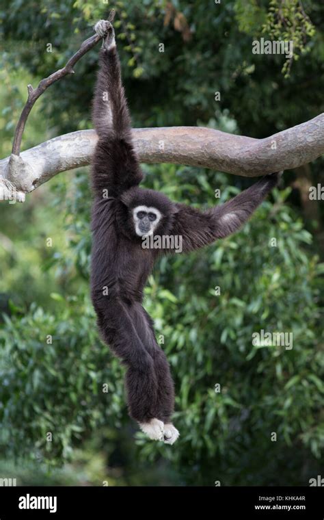 White Handed Gibbon Hylobates Lar Hanging In Tree Native To