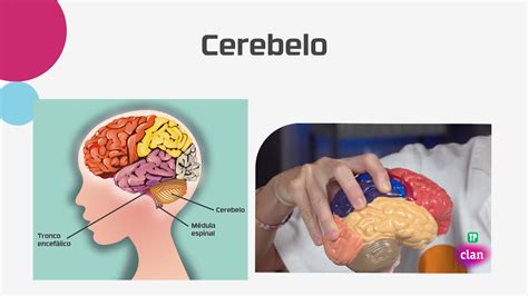 Aprendemos En Clan Ciencias Naturales El Cerebro Rtvees