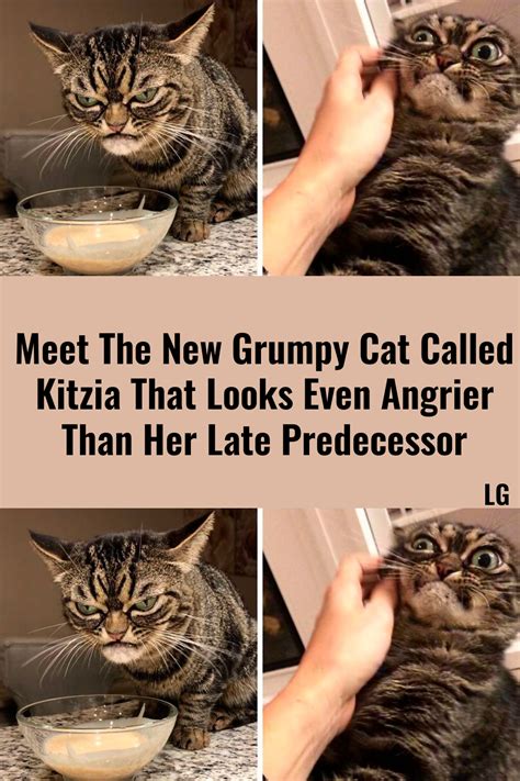 Meet The New Grumpy Cat Called Kitzia That Looks Even Angrier Than Her