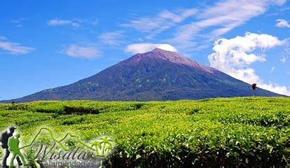 Jenis Jenis Hutan Di Indonesia