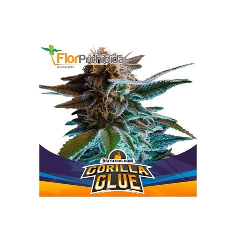 Auto Gorilla Glue Bsf Seeds Semilla Autofloreciente Aroma Terroso