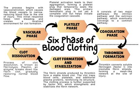 Ijms Free Full Text The Crossroads Of The Coagulation System And