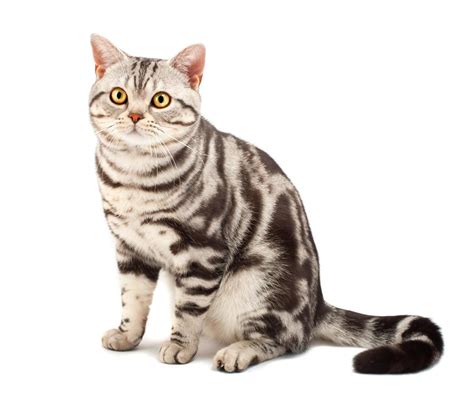 American Shorthair Cat Breed Information With Photos