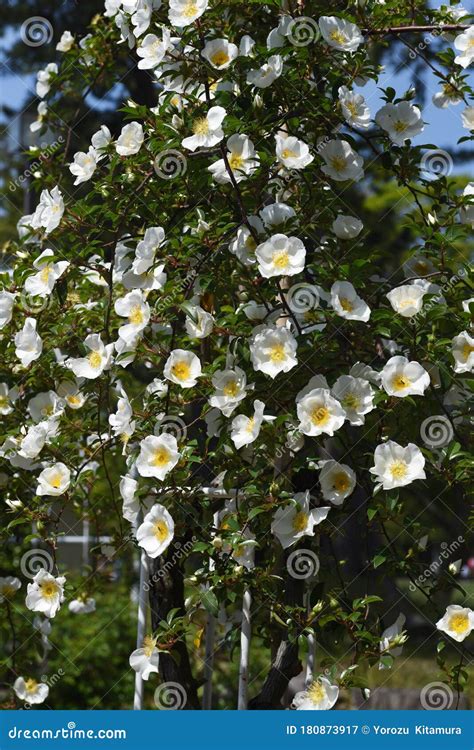 Rosa Laevigata Flowers Stock Image Image Of Blossom 180873917