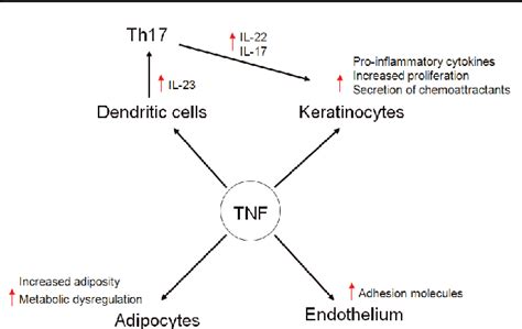 Figure 1 From The Role Of Tnf Inhibitors In Psoriasis Therapy New Implications For Associated