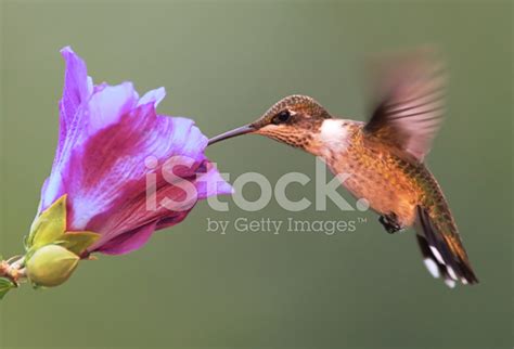 Hummingbird With Hibiscus Flower Stock Photo | Royalty-Free | FreeImages