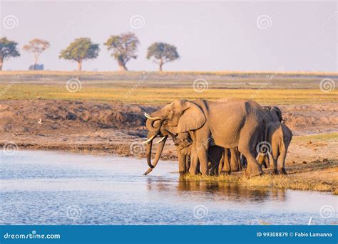 Group Of African Elephants Drinking Water From Chobe River At Sunset