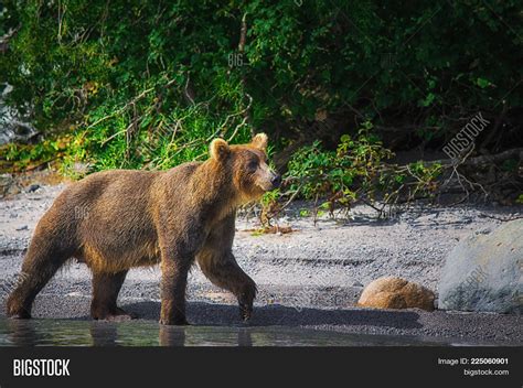 Kamchatka Brown Bear Image & Photo (Free Trial) | Bigstock