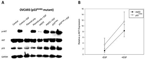 Gain Of Function Mutant Tp R Q Overexpressed In Epithelial Ovarian