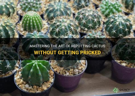 Mastering The Art Of Repotting Cactus Without Getting Pricked ShunCy