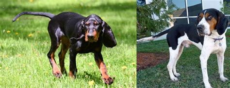 Treeing Walker Coonhound Vs Black And Tan Coonhound Breed Comparison