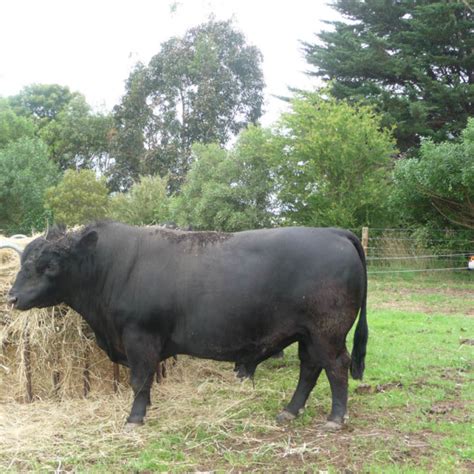 Lowline Beef Cattle Stud Breeding Alca