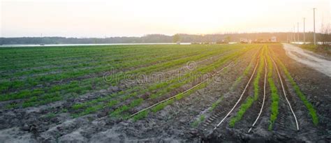 Las Plantaciones De La Zanahoria Se Crecen En El Campo En La Puesta Del