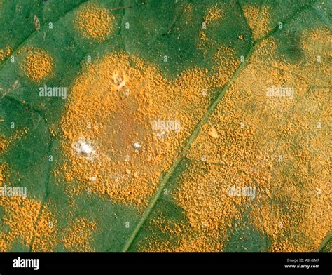 Coffee Rust Hemileia Vastatrix Pustules On Leaf Underside Stock Photo