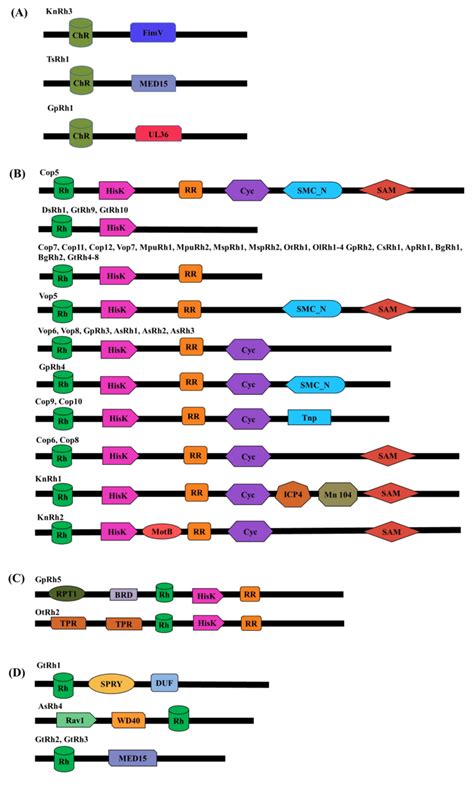 Schematic Representation Of Domains Present In Modular Microbial Type