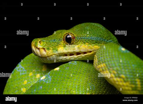 Morelia Viridis Green Tree Python Stock Photo Alamy