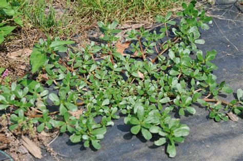 How To Plant Grow And Care Purslane