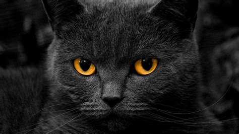 Black cat, cat, orange eyes, shadow HD wallpaper | Wallpaper Flare